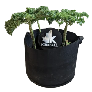 Kale plant in a Kirkfall grow bag